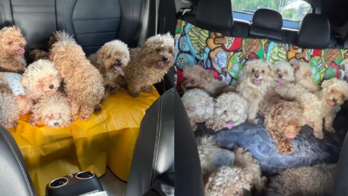 Court fines 50yo woman S$21,500 for keeping 79 dogs without proper licences or microchips