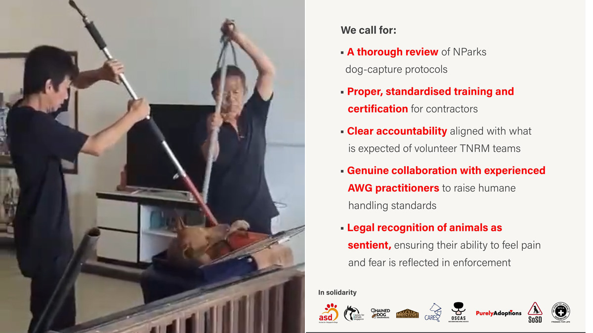 Animal welfare groups denounce AVS over Seletar dog operation, urge reforms and humane protocols