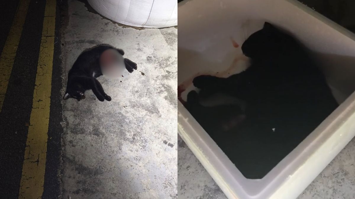 Death of community cat Xiao Hei in Woodlands sparks cruelty allegations, NParks investigating