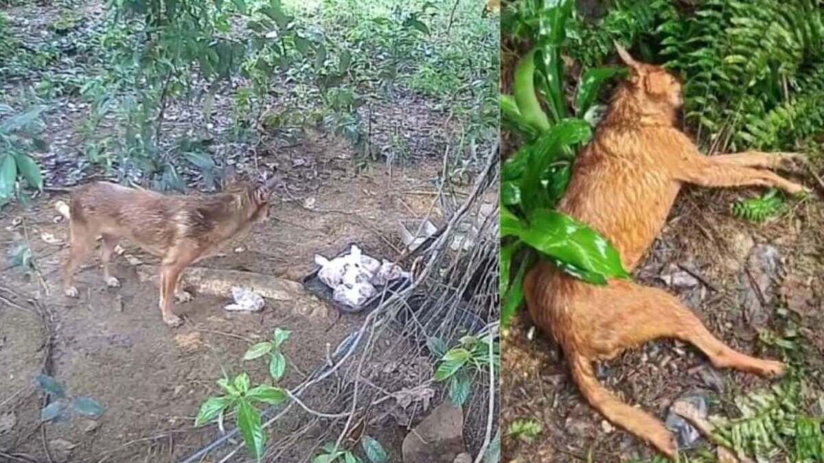 Death of senior Bidadari dog Pointy raises concerns over NParks’ barrier works