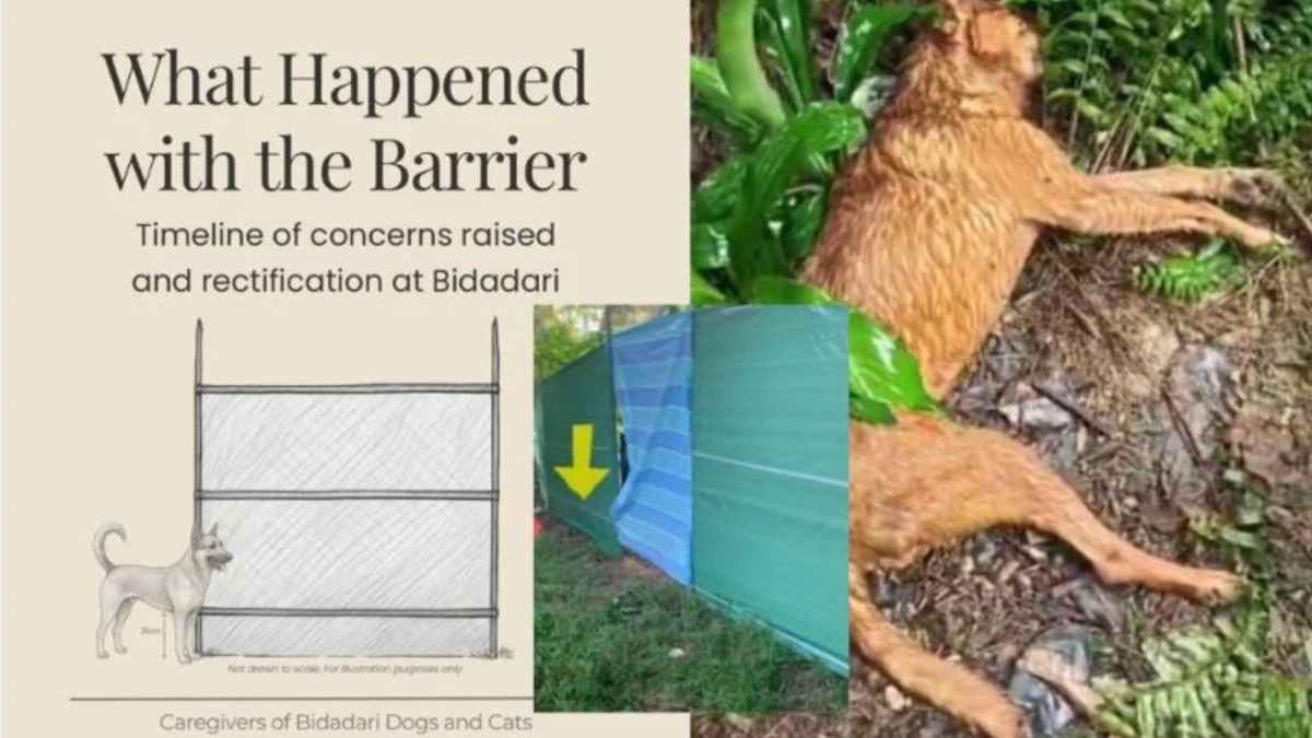 Caregivers of Bidadari community dogs urge NParks to review barrier design after death of Pointy