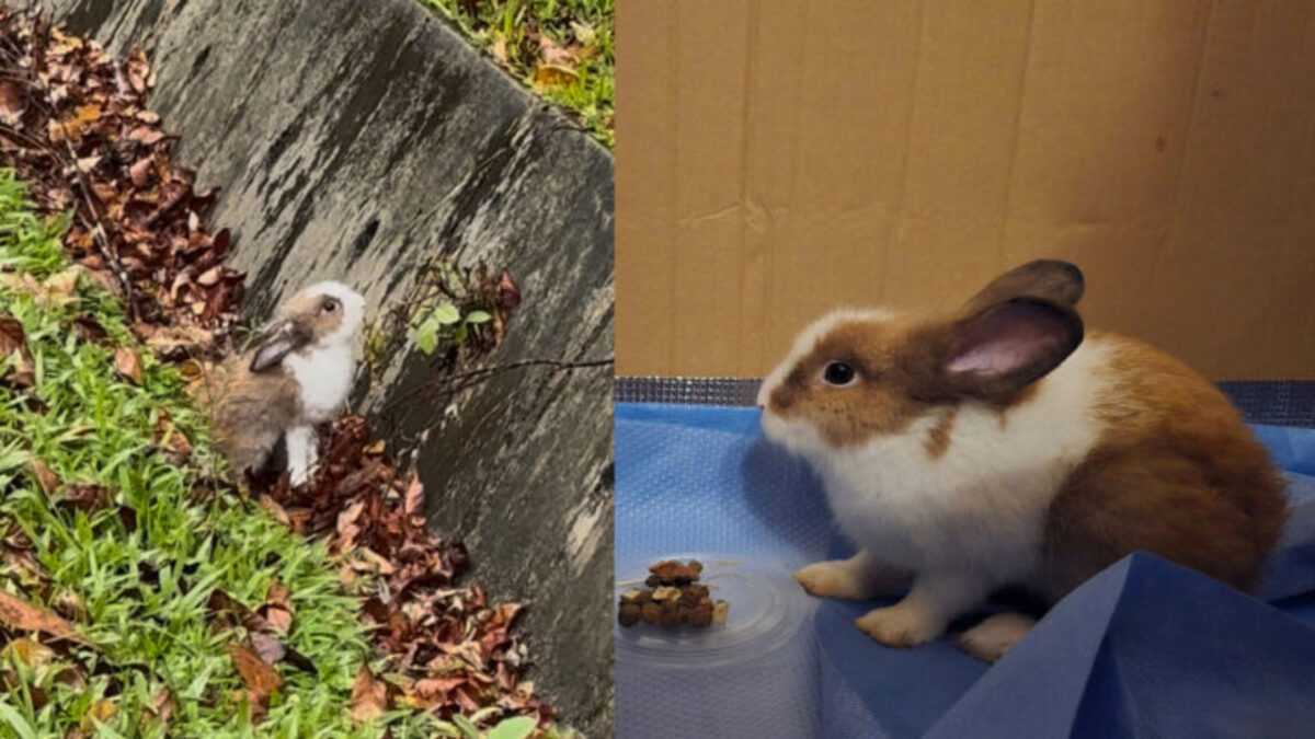 Chestnut Nature Park rabbit.jpg