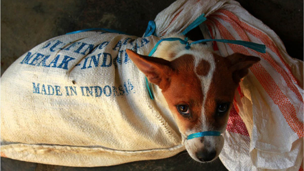 Jakarta enforces sweeping ban on sale & consumption of dog, cat and bat meat to curb rabies & improve welfare