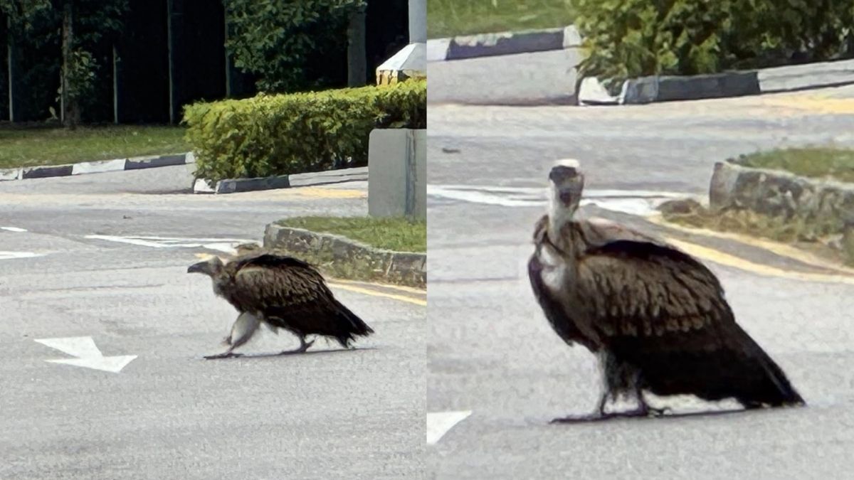 Rare Himalayan vulture rescued after road sightings spark attention near Singapore’s East Coast Parkway