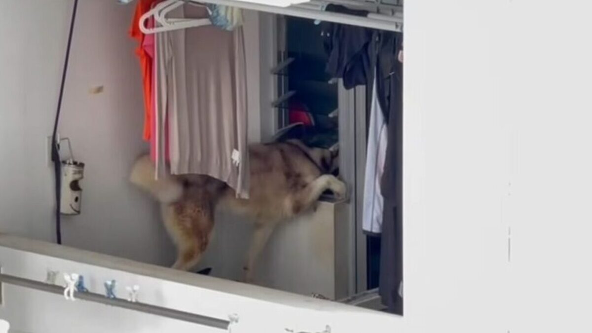 Husky rescued from Toa Payoh flat after public concern over alleged neglect