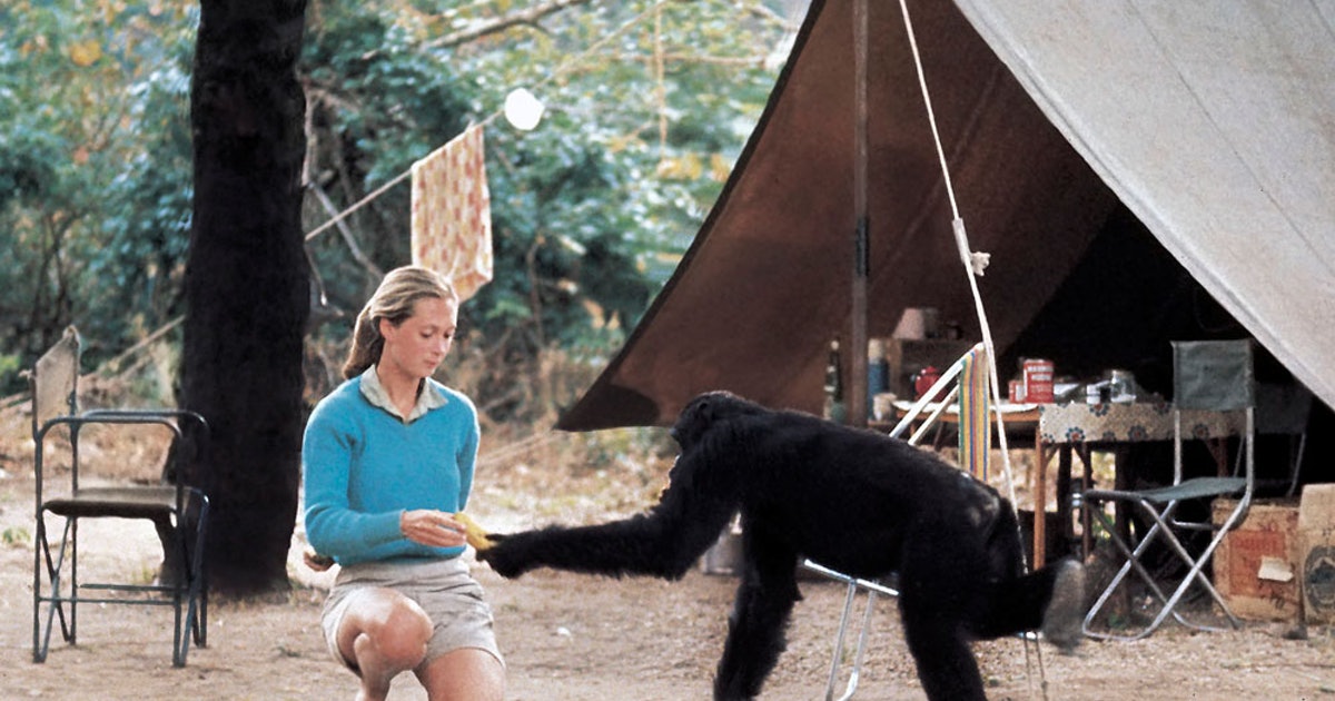 Jane and David Greybeard at Gombe Campsite.jpeg