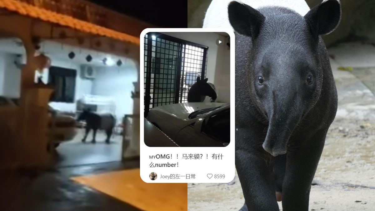 Malayan tapir wanders into Malaysian home at night — viral video mistaken for AI fake