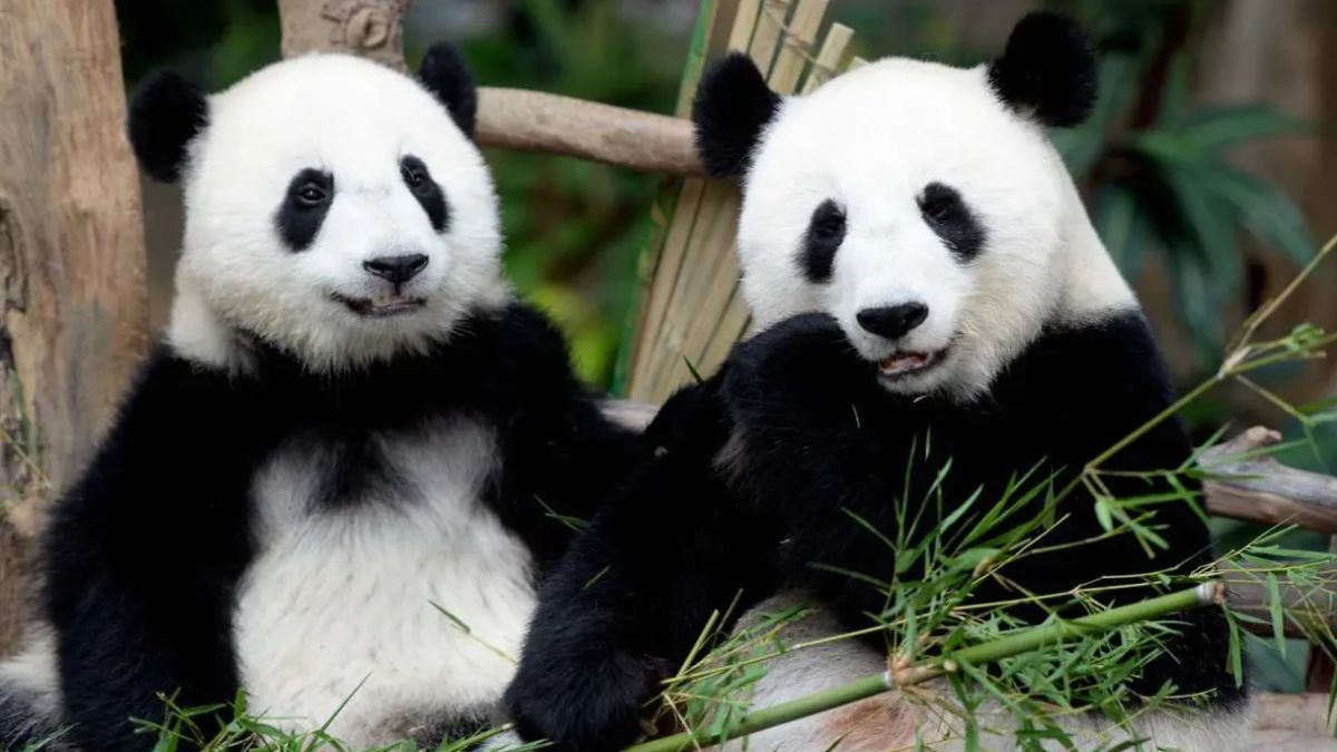 Malaysia to receive new pair of giant pandas for 10-year conservation programme