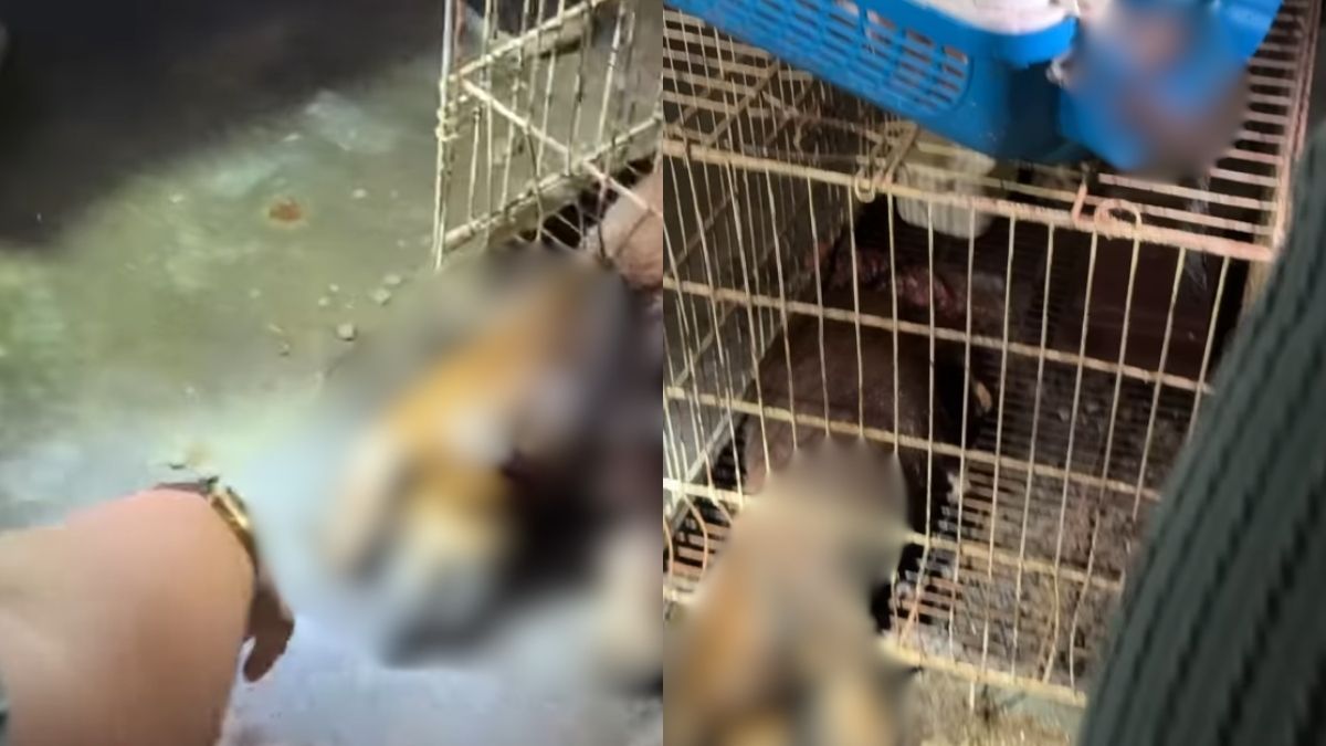 Malaysian authorities probe shuttered Selangor vet clinic after dog, cats found dead inside premises