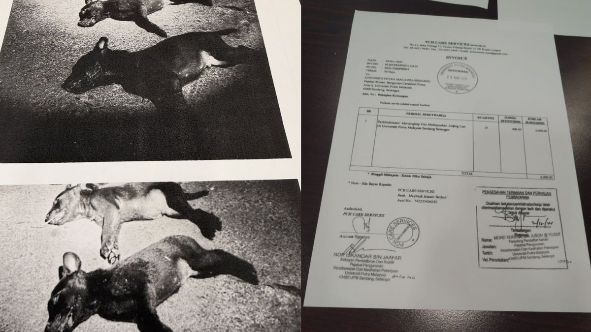 Malaysian university accused of paying to kill stray dogs on campus