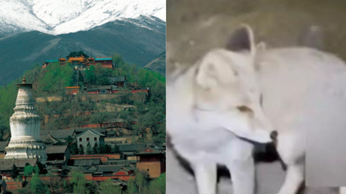 Man in China lost on Mount Wutai says fox led him to safety, sparks debate on ‘spiritual’ encounter