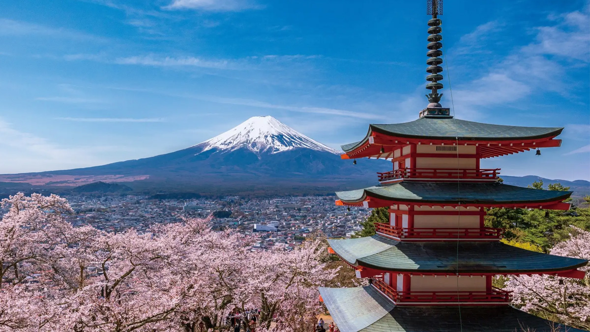 Mount Fuji cherry blossom festival cancelled amid overtourism concerns in Fujiyoshida