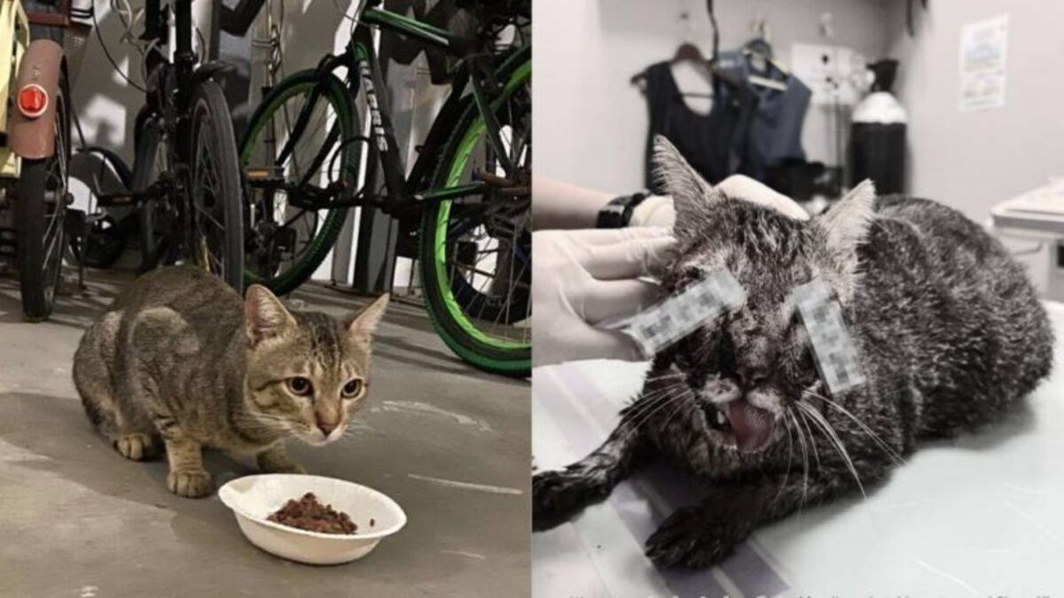 Nparks Cat.jpg