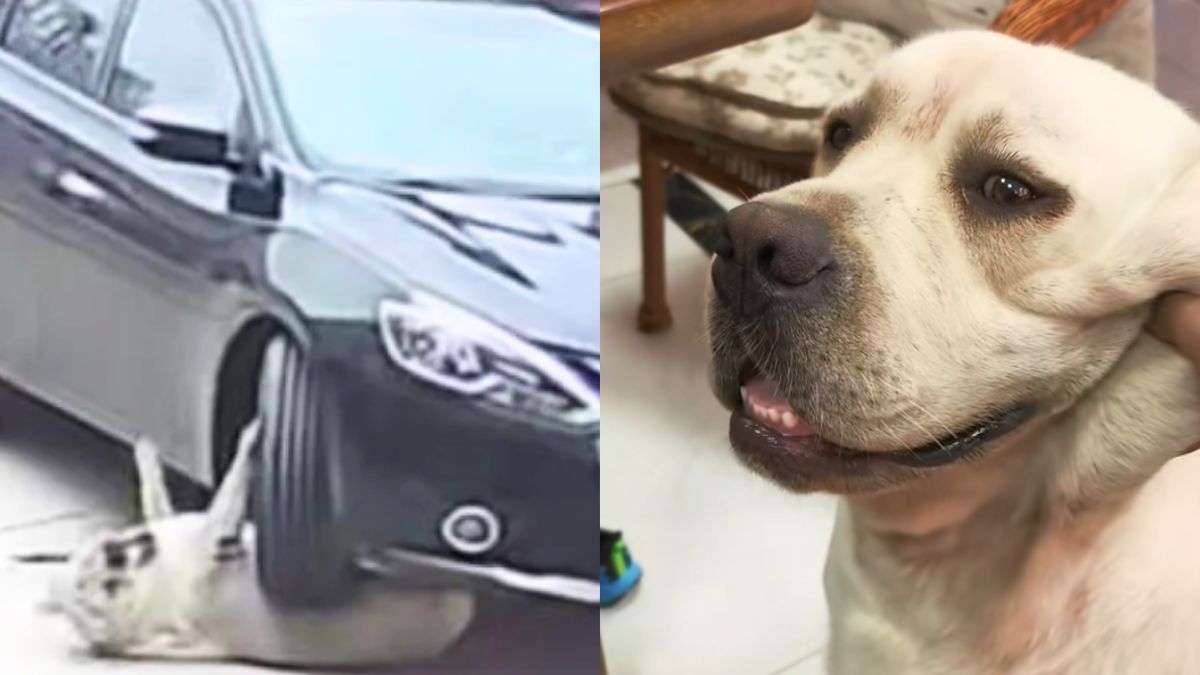 Overweight dog in China survives car accident thanks to its “protective fat”