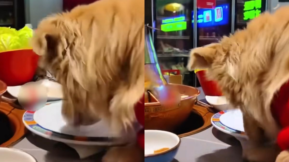 Viral Beijing clip shows dog eating from plates; Restaurant shuts, offers refunds and compensation