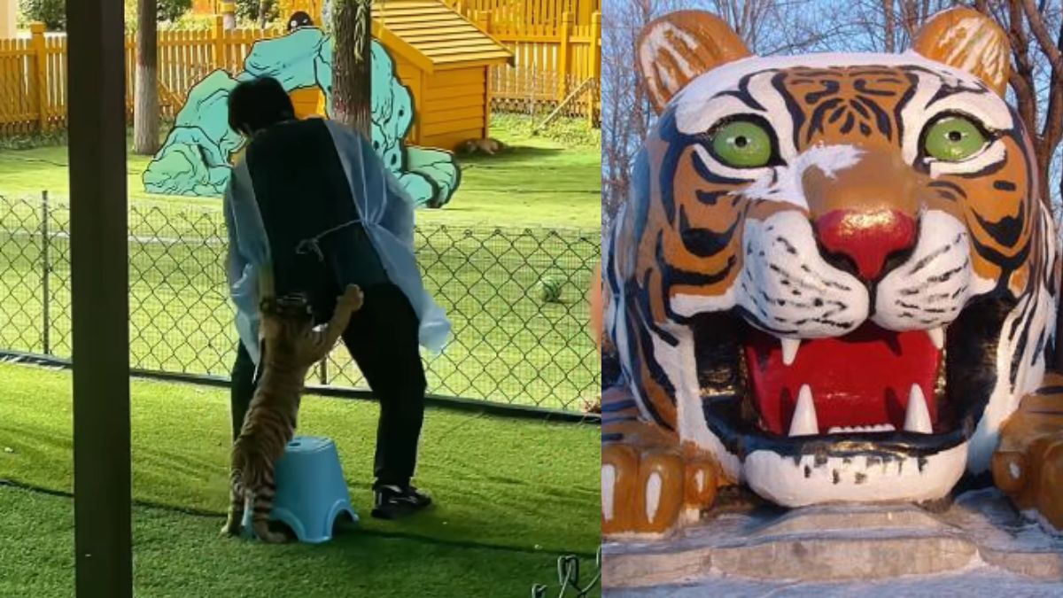 Playful tiger cub ambushes zookeeper in China’s Siberian Tiger Park