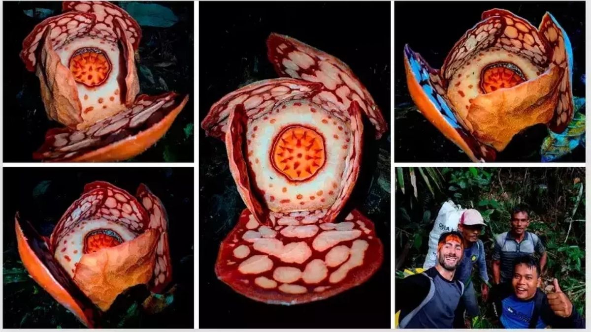 World’s largest flower spotted in Sumatra: “seen more by tigers than humans”