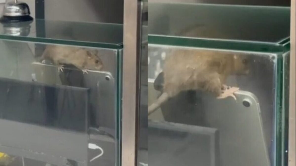 SFA investigates SIT food court after rat video sparks public concern