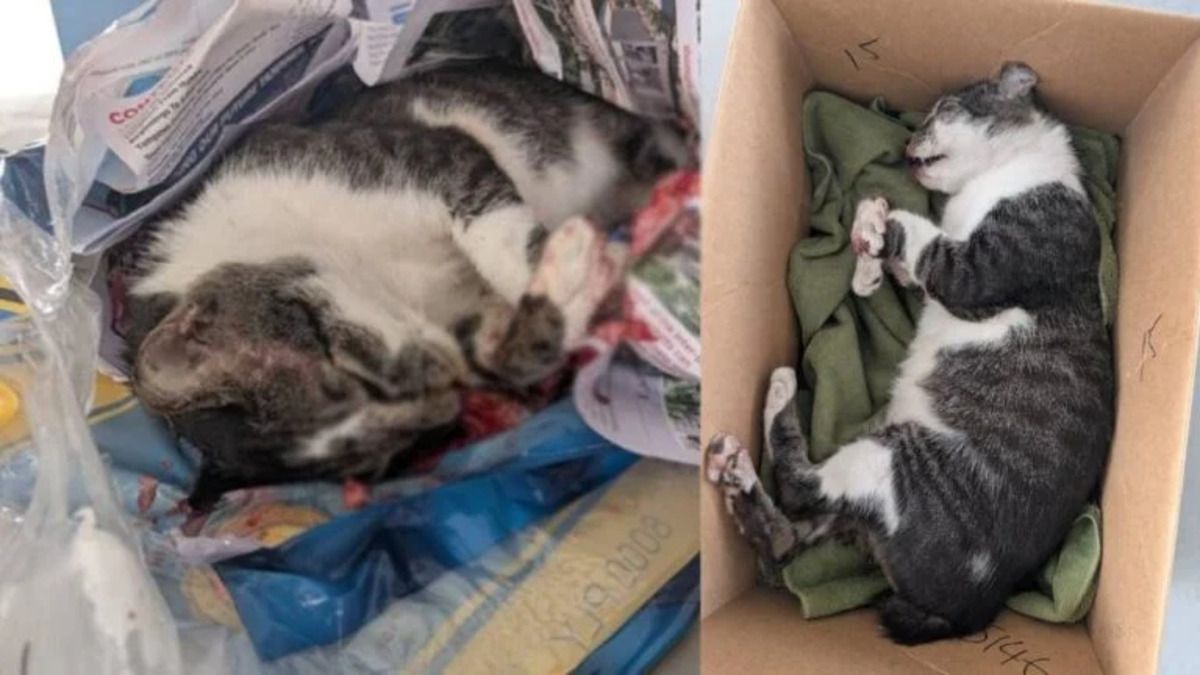 Sayang Cat.jpg