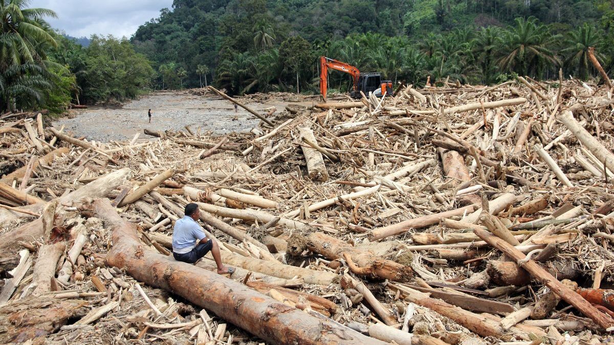 Illegal logging concerns intensify in Indonesia as Sumatra flood death toll surpasses 600