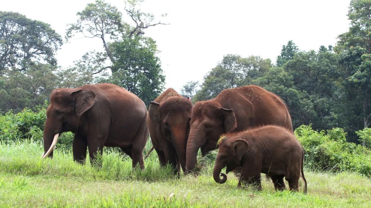 Government steps up enforcement in Tesso Nilo as habitat loss and elephant deaths spark national alarm