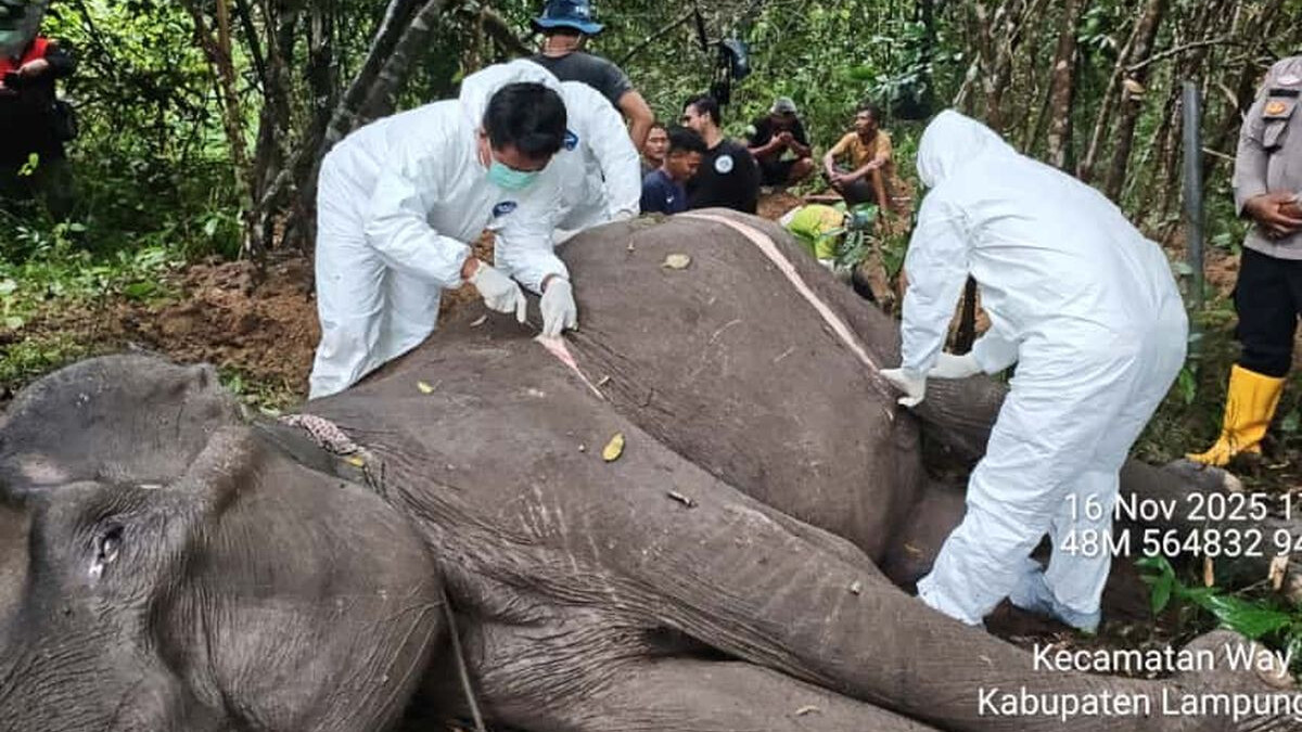 Two Sumatran elephant deaths in Indonesia raise renewed alarm over conservation failures