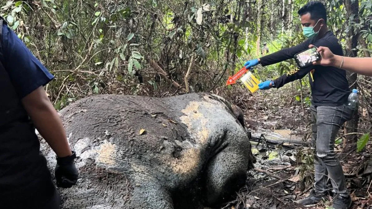 Indonesia probes killing of critically endangered Sumatran elephant found mutilated in Riau plantation