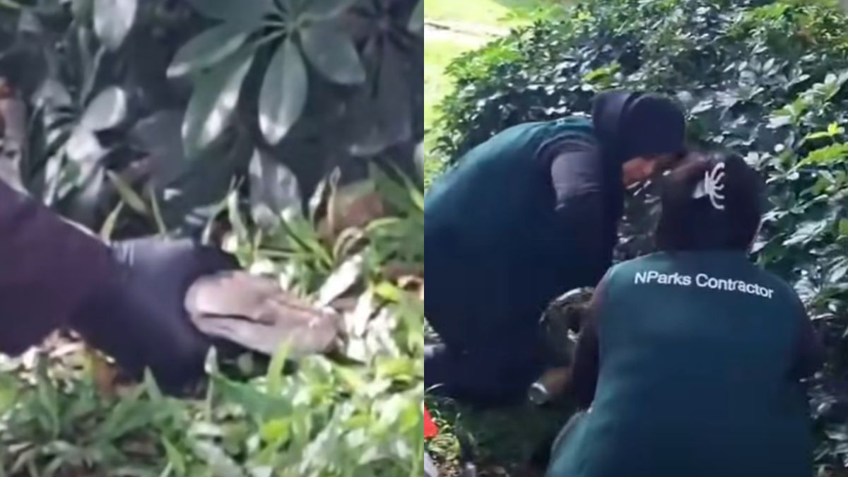 Two NParks contractors in Singapore praised for calmly capturing reticulated python at Ang Mo Kio