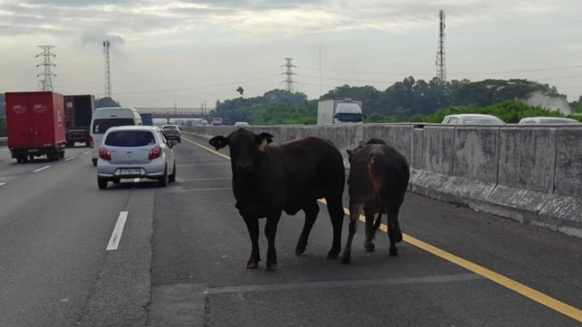 Cows cause major disruption on Jakarta–Cikampek Toll Road after falling from truck