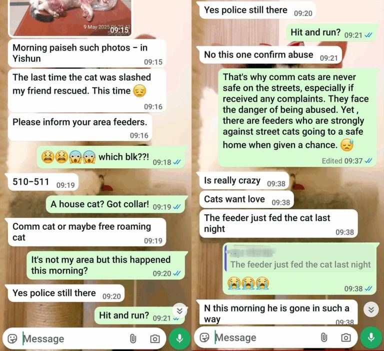 Whatsapp King Kong Yishun.jpg