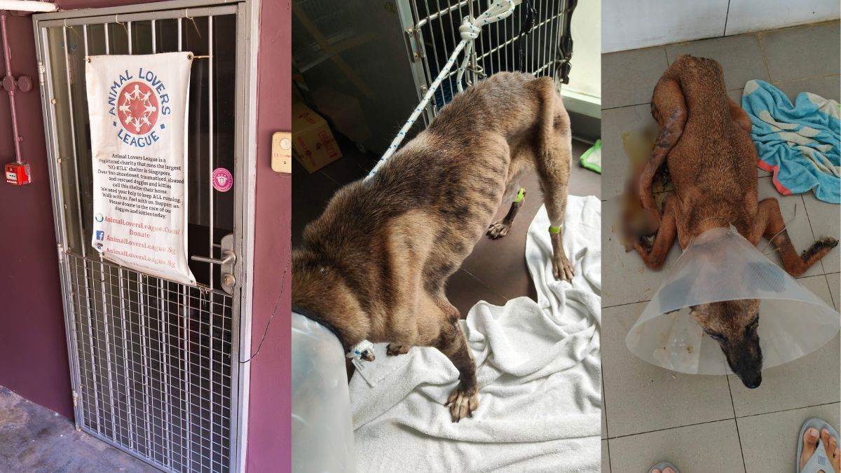 Singapore’s Animal Lovers League loses tenancy after alleged neglect of rescue animals