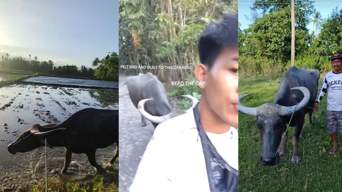 Carabao saved from slaughter after viral TikTok post in the Philippines