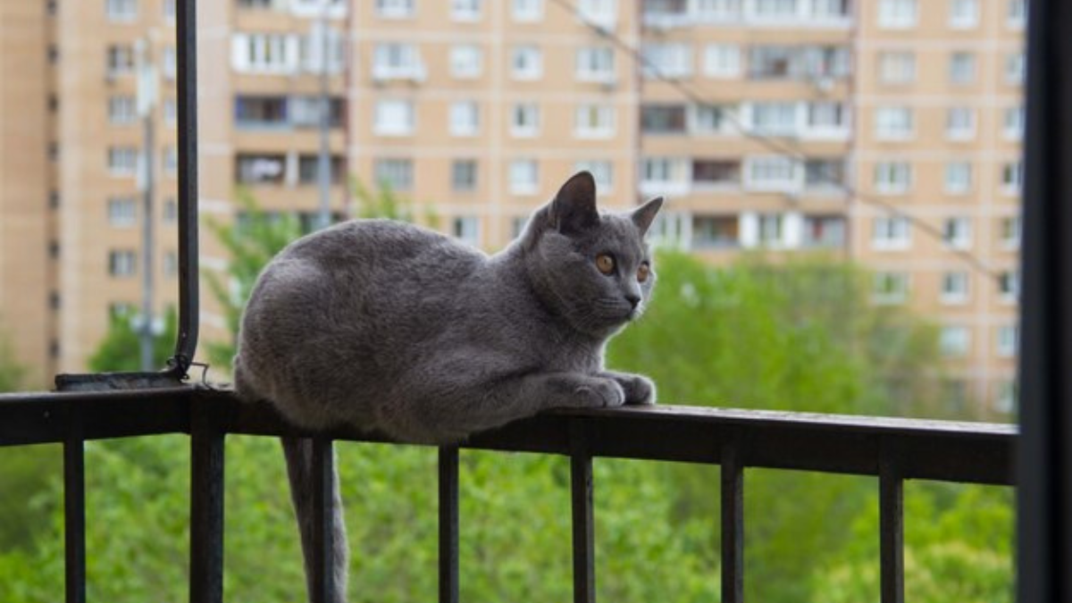 NParks: 61 cases of cats and dogs allegedly falling from heights since September 2024