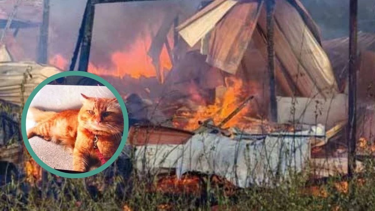 Elderly woman suffers burns trying to save disabled cat from house fire in Malaysia