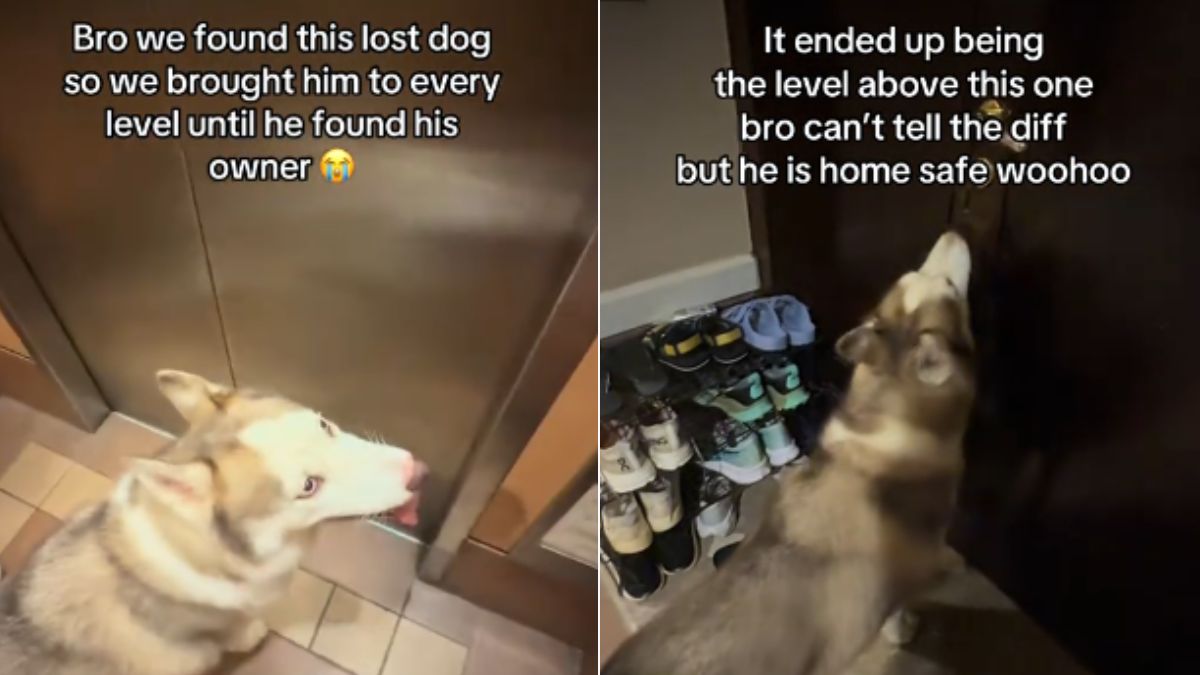 Couple helps lost husky find its way home by visiting every floor in apartment building
