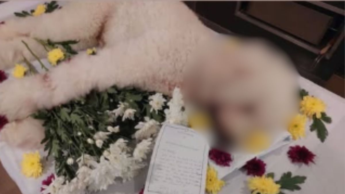 Dog dies after allegedly being left unattended at Tanjong Katong pet groomer, NParks investigating