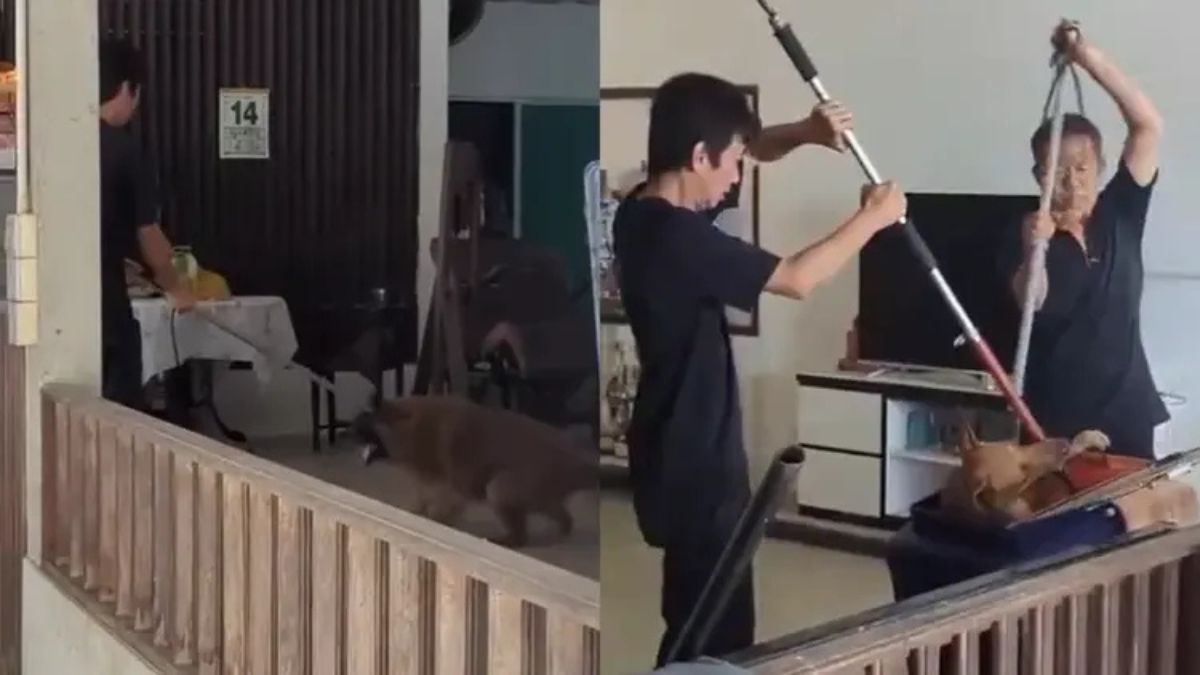 Elderly stray dog dies after alleged trauma linked to NParks trapping at Seletar West Farmway