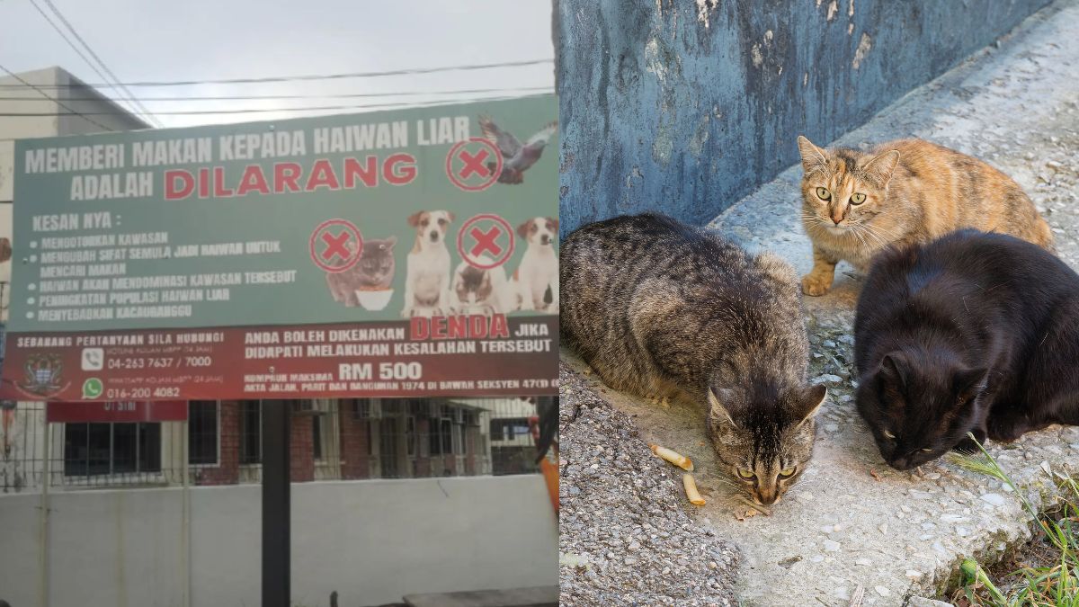 Penang stray-feeding fine sparks online backlash and debate over animal welfare
