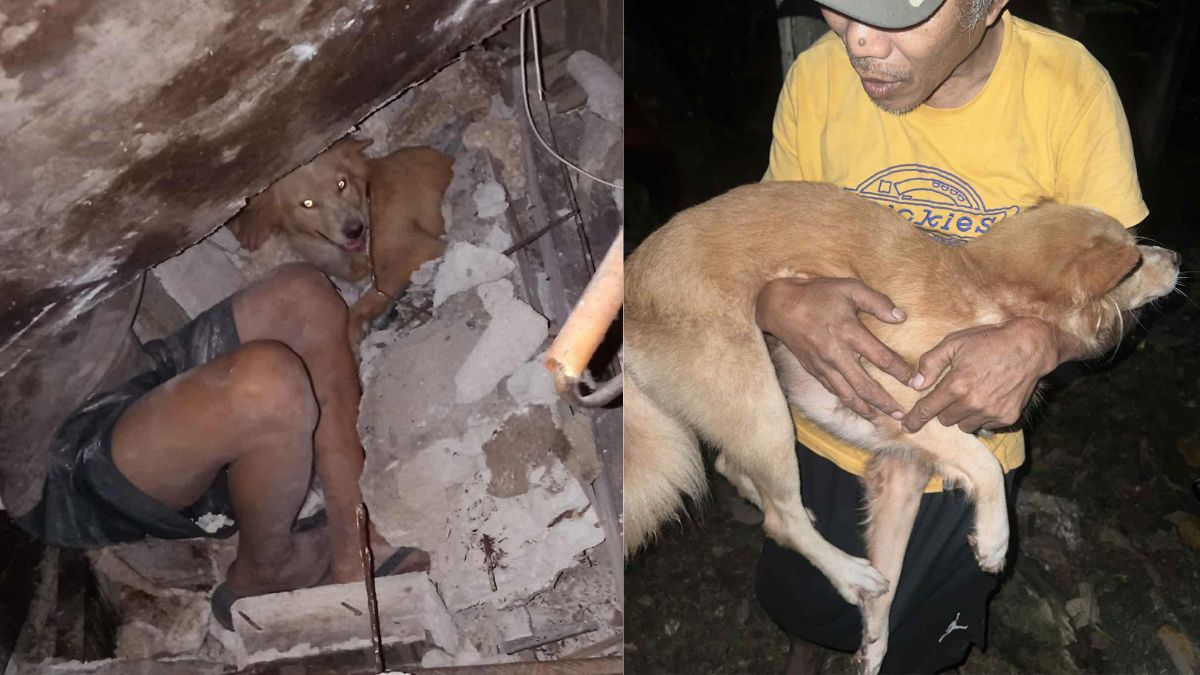 Hero dog Luke shields family during Cebu earthquake, now on the road to recovery