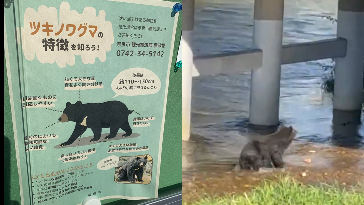 Japan to bolster bear control efforts after record-high fatalities