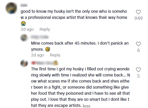 lost husky comments6.jpg