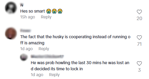 lost husky comments7.jpg