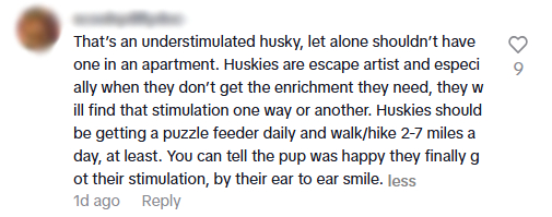 lost husky comments9.jpg