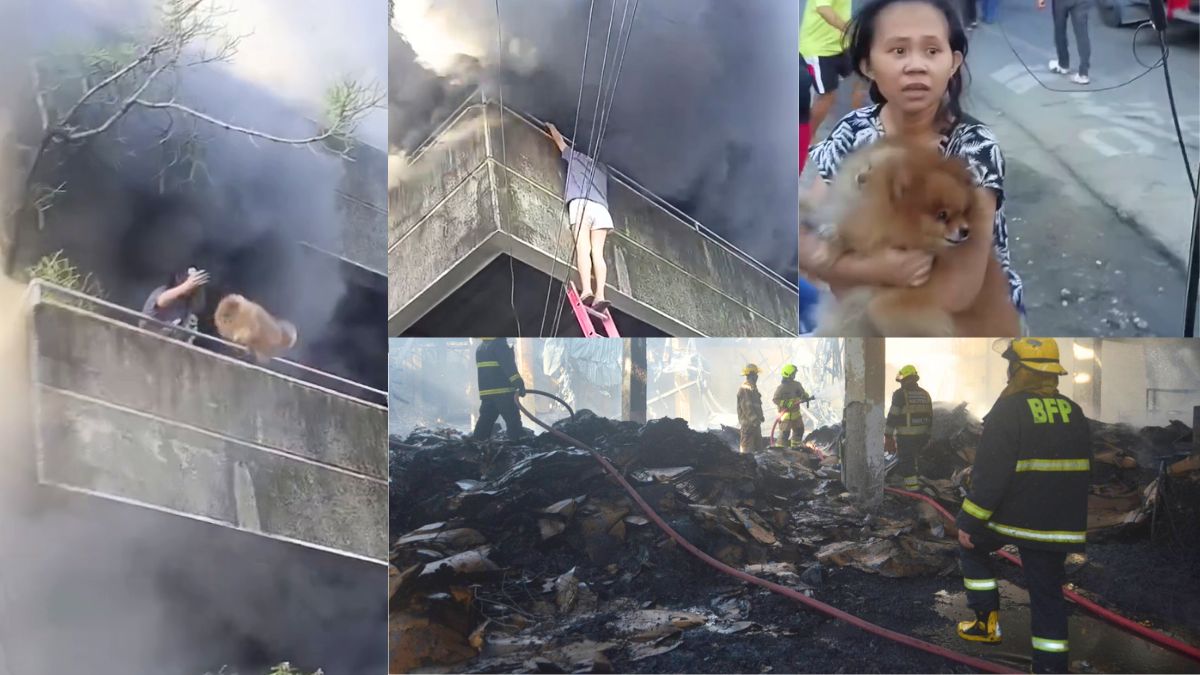 Fire destroys commercial building in Mandaue City; woman saves dogs in viral clip