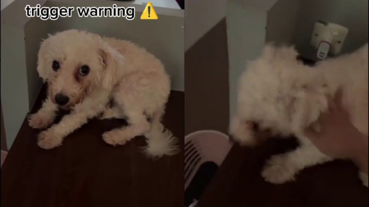 NParks probes Singapore influencer over alleged dog abuse after video sparks outrage