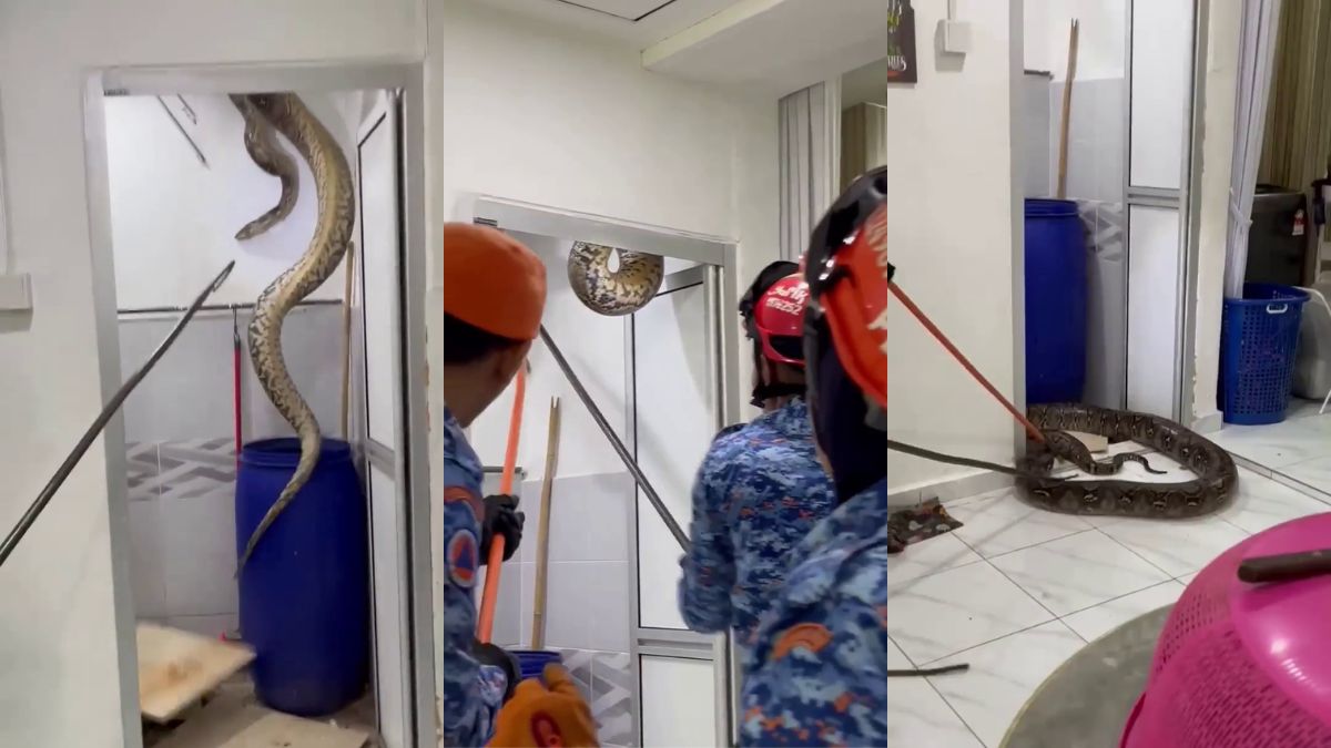 60kg, 5-metre python falls through bathroom ceiling in Sungai Petani, Malaysia