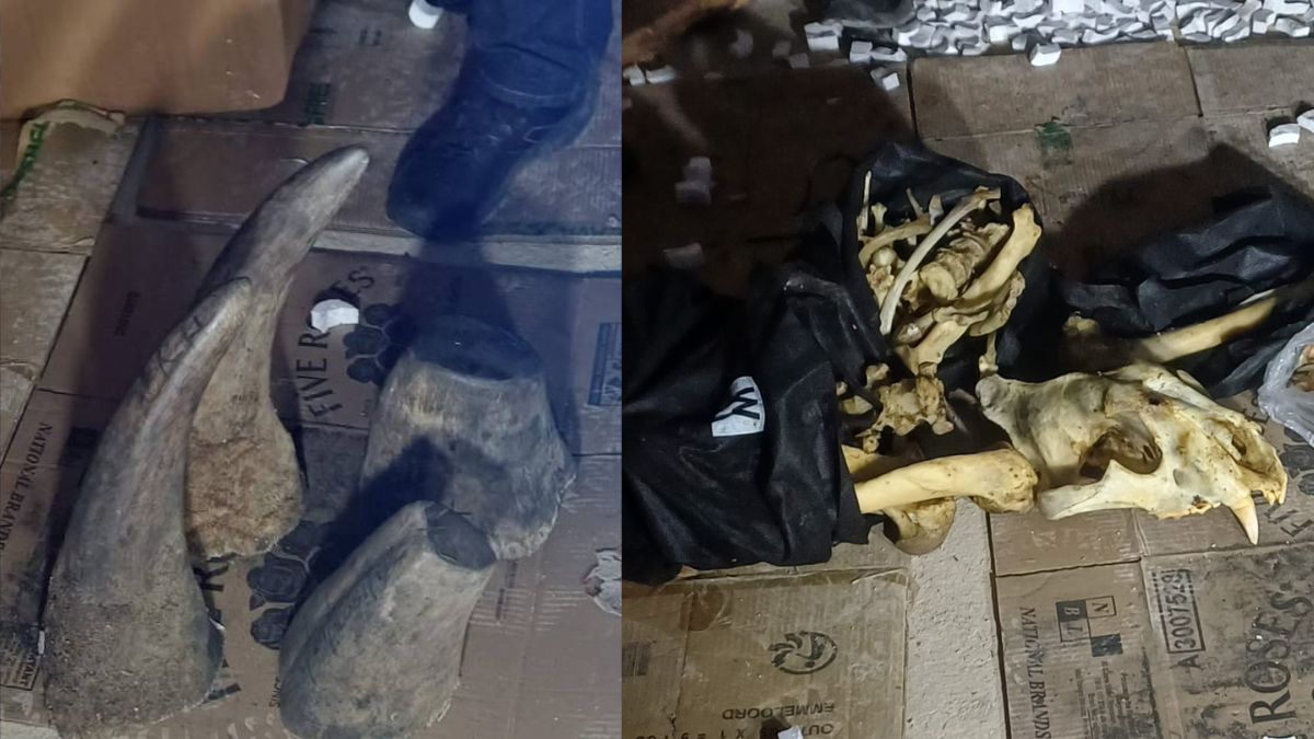 55kg rhino horns seized in Johannesburg as Singapore–South Africa probe nets two Nigerians