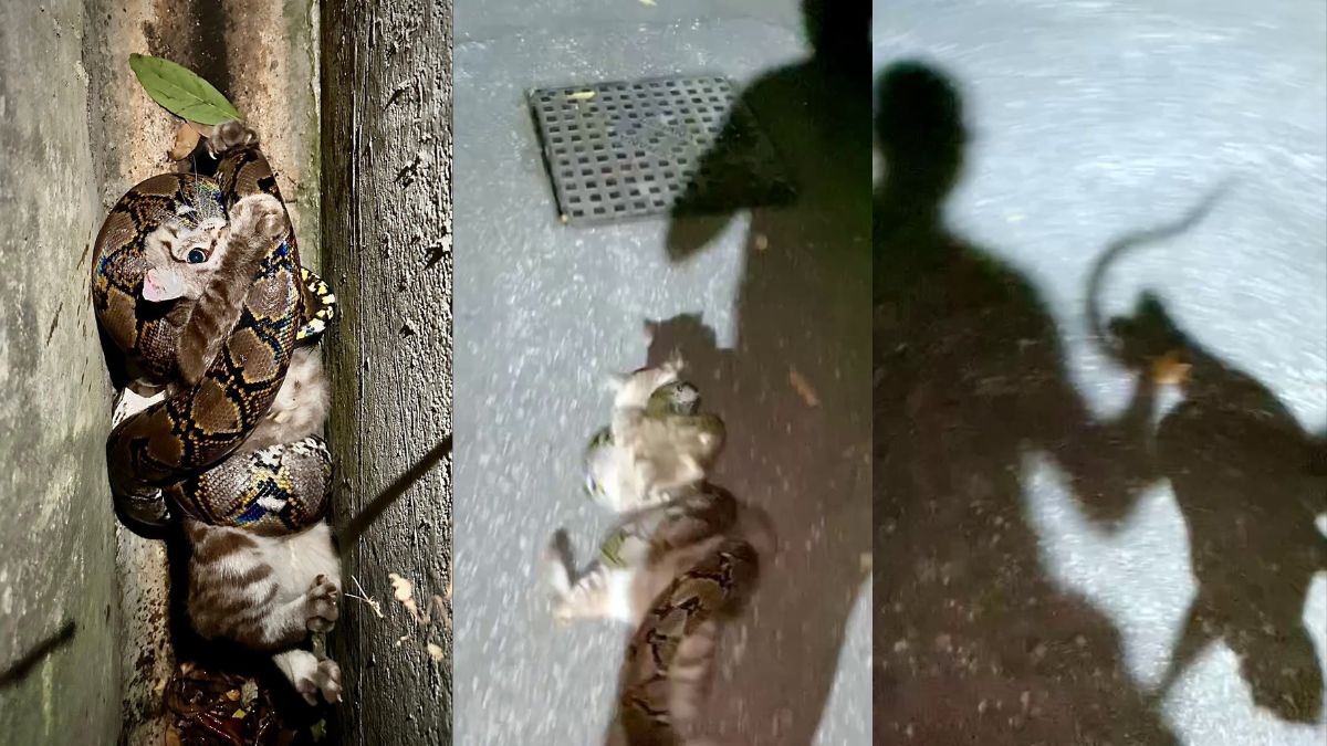 Singapore man saves cat from python attack in dramatic nighttime rescue