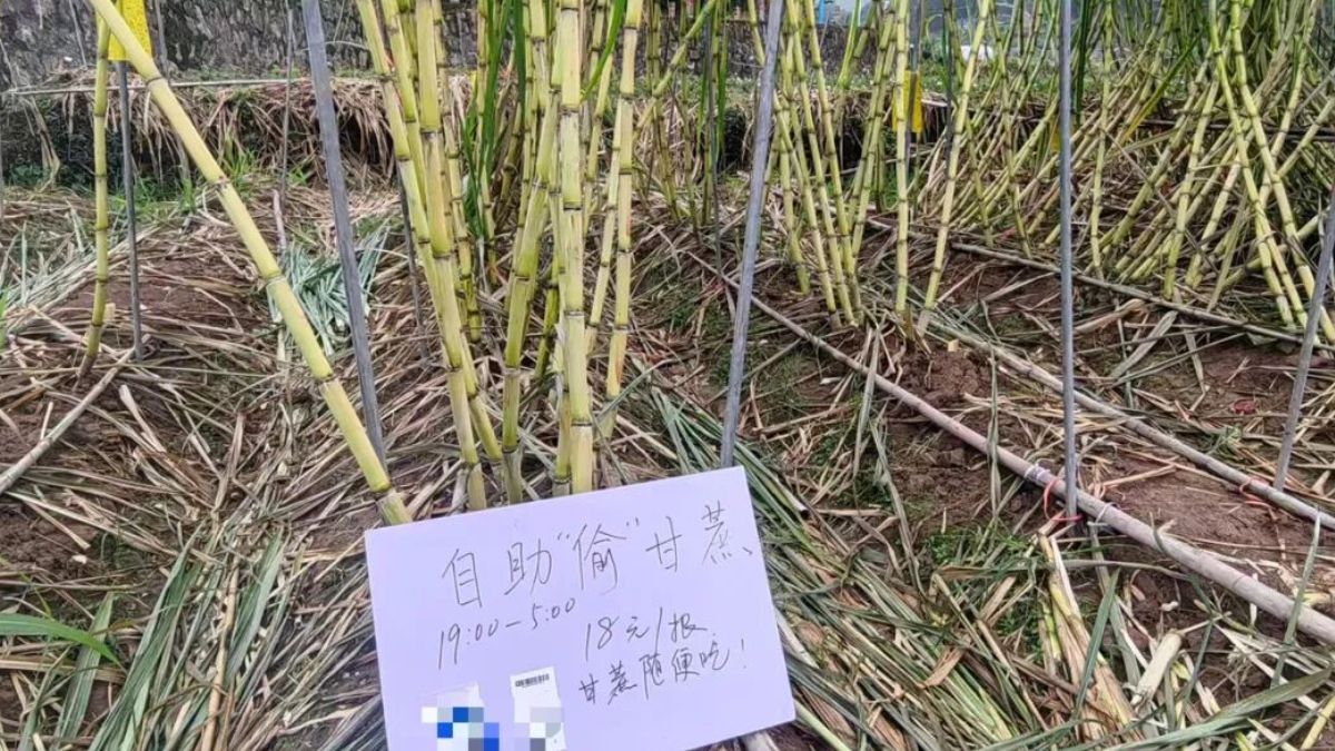 Sichuan sugarcane farm turns “real-life game” as visitors pay to ‘steal’ crops at night